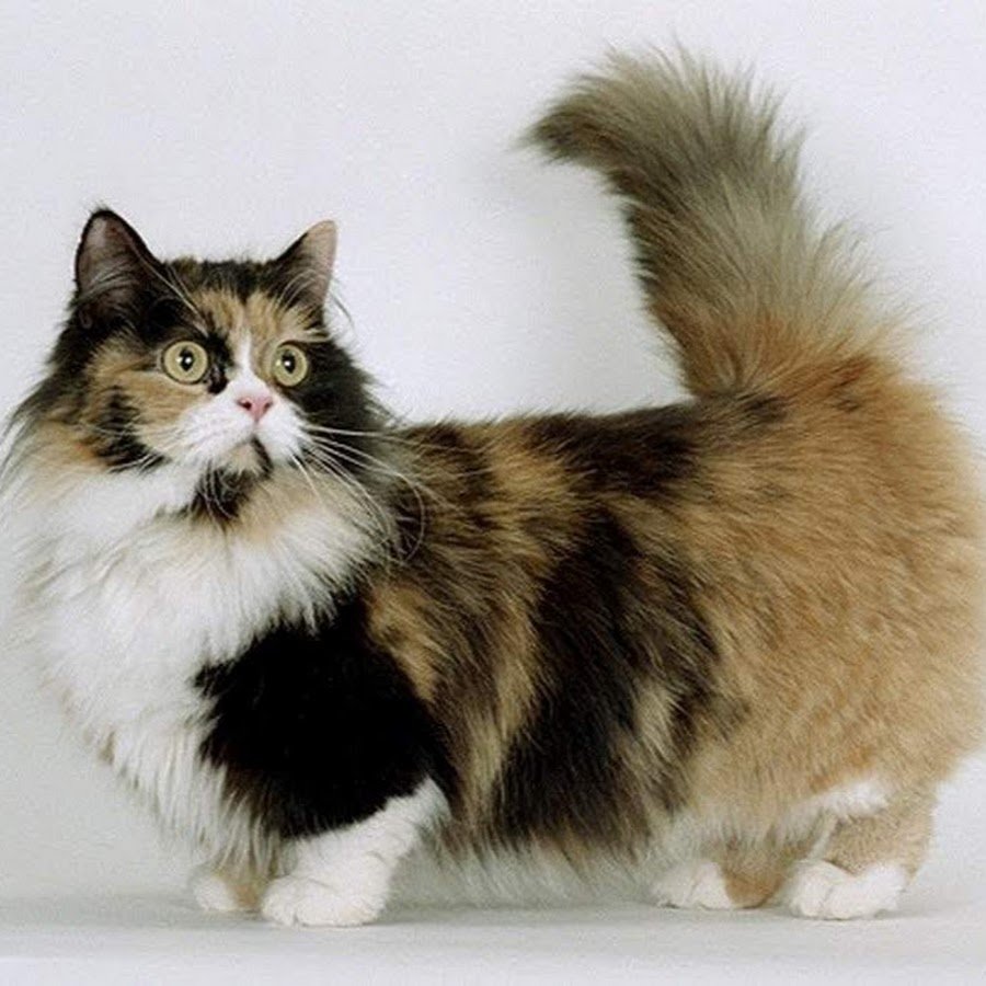 Манчкин кот