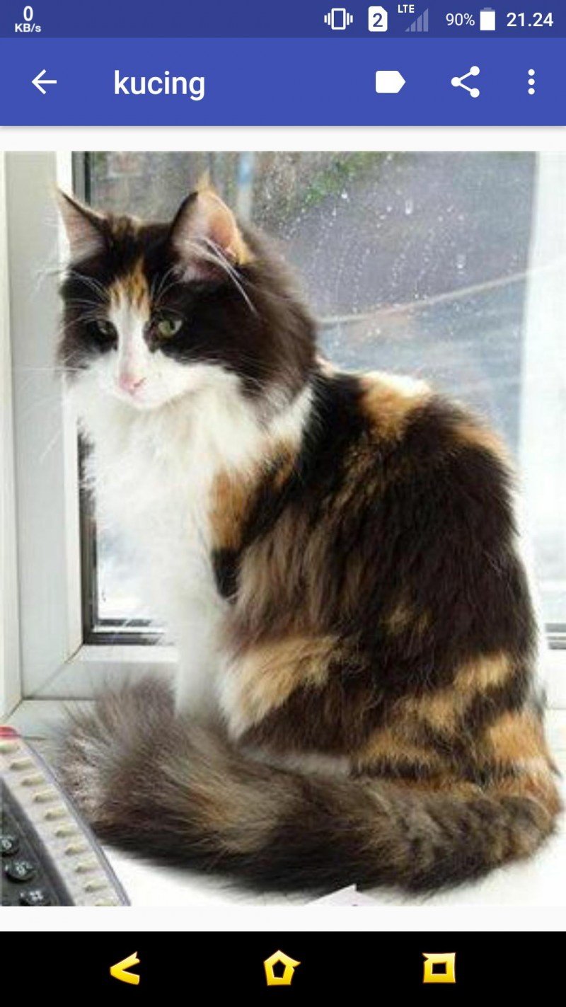 Норвежская Лесная кошка трехцветная короткошерстная