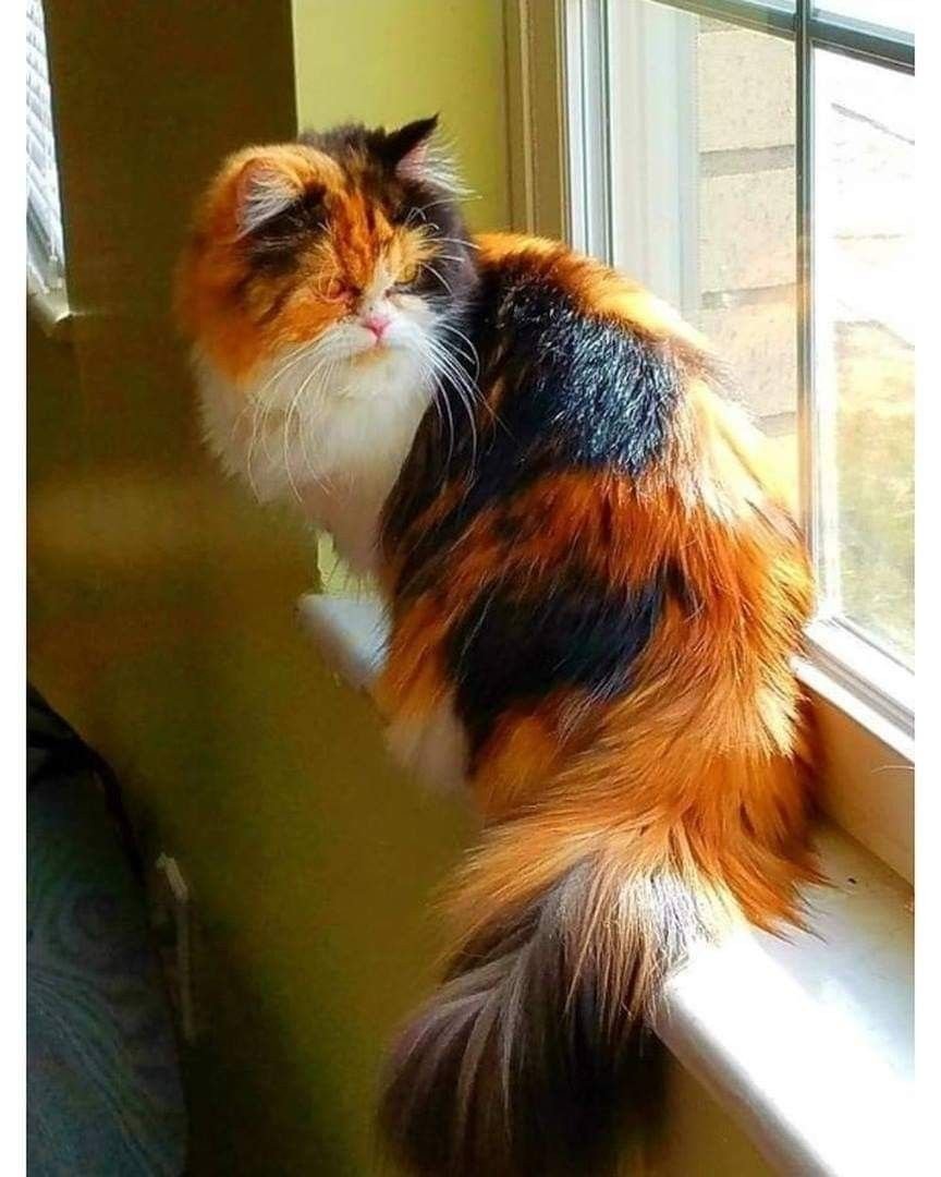 Беспородная кошка трехцветная пушистая