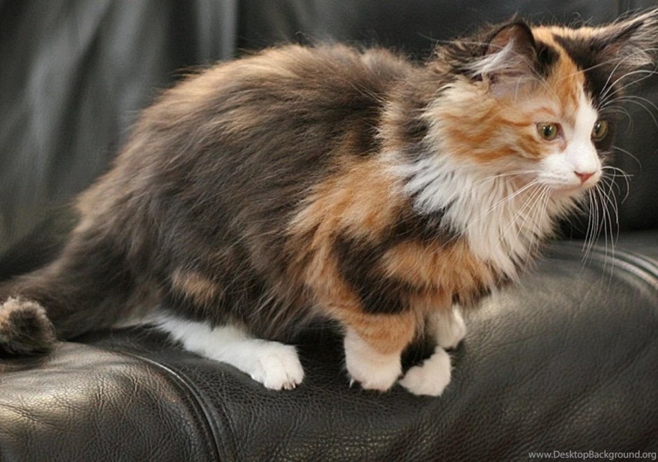 Норвежская Лесная кошка Калико