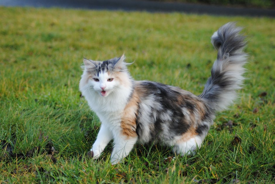 Tortoiseshell Cat порода