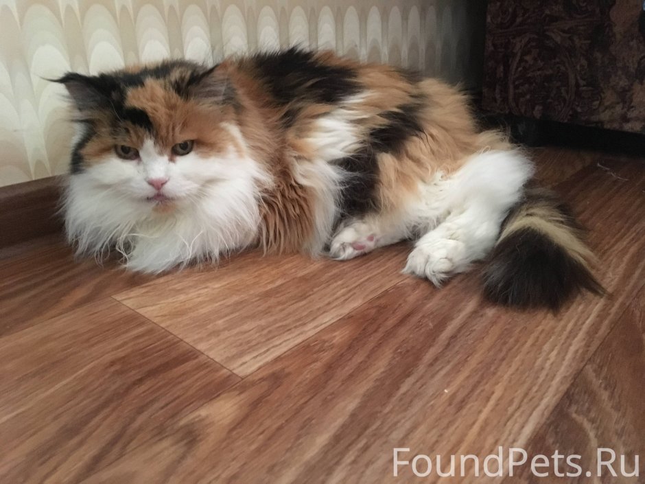 Британская длинношерстная кошка трехшерстная