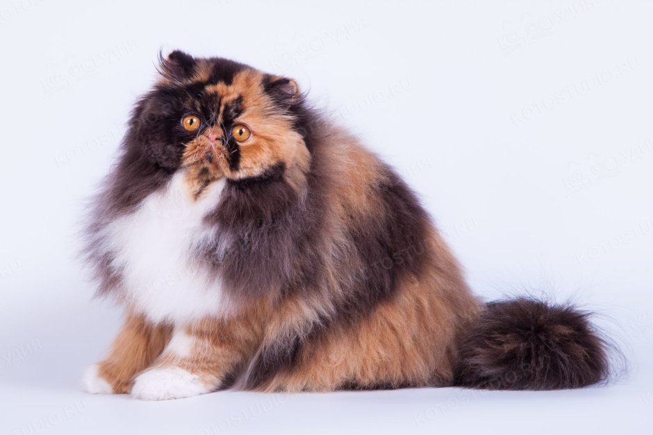 Трехшерстная Персидская кошка