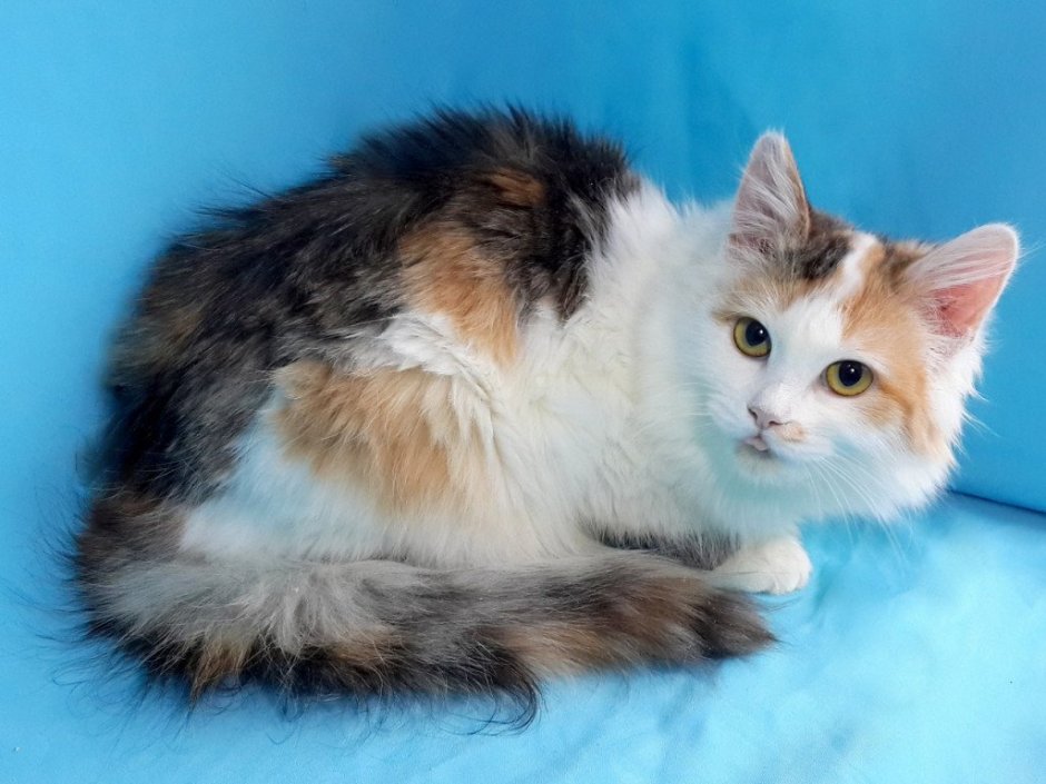 Трехшерстная ангорская кошка