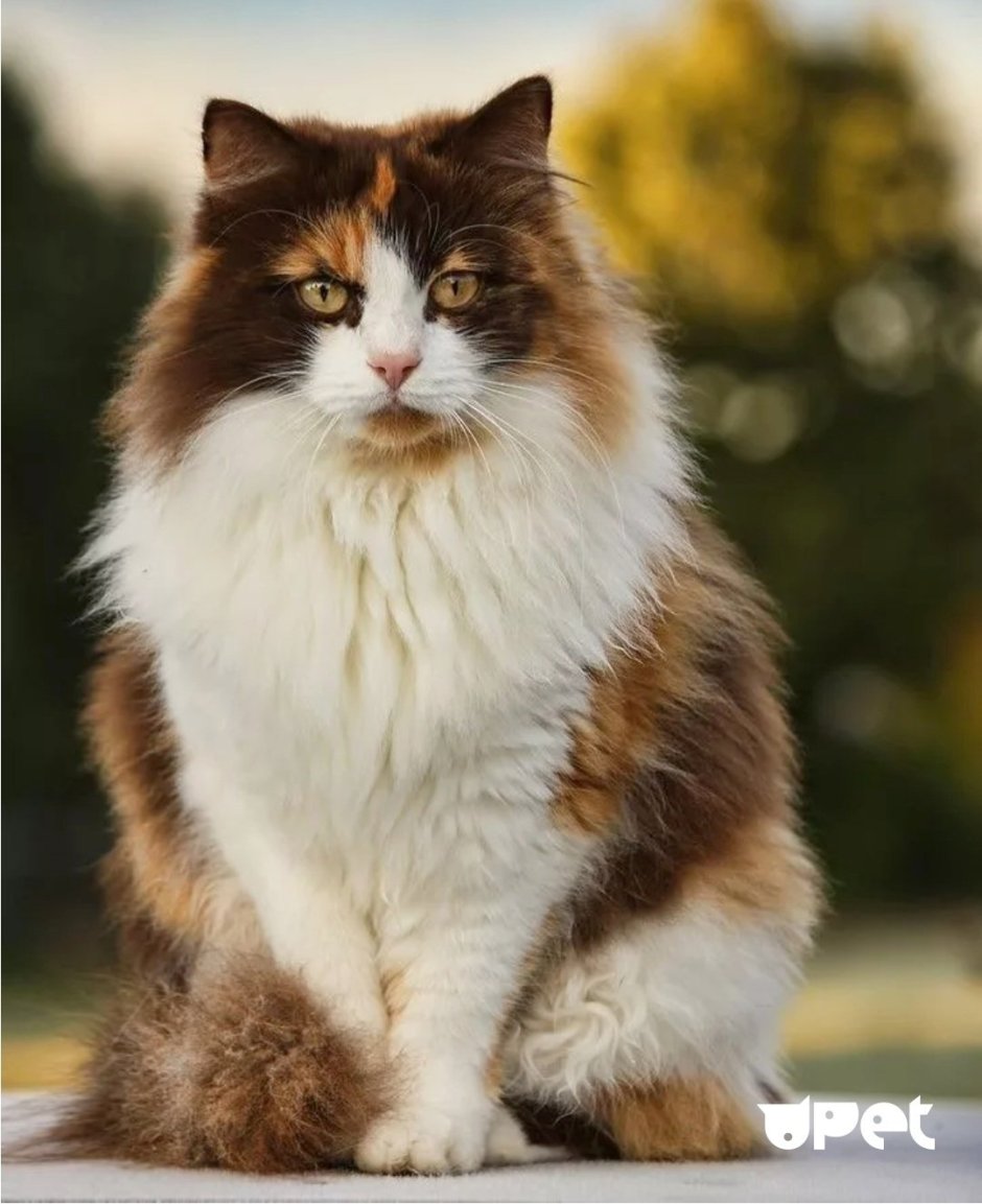 Норвежская Лесная кошка черепаховая