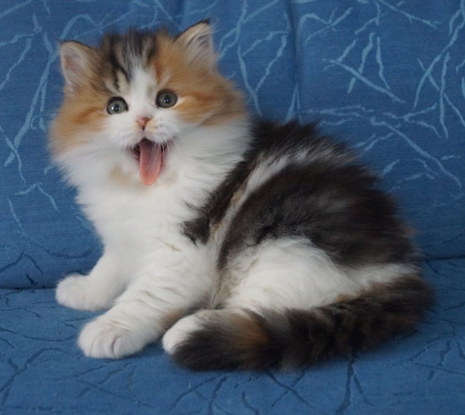 Британская длинношерстная кошка смузи