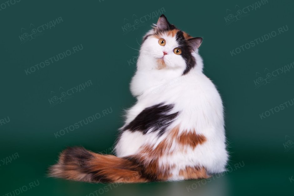 Шотландская хайленд трехцветные