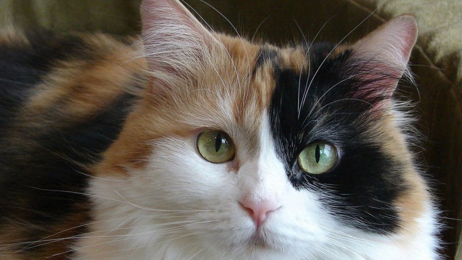 Персидская черепаховая кошка трехцветная