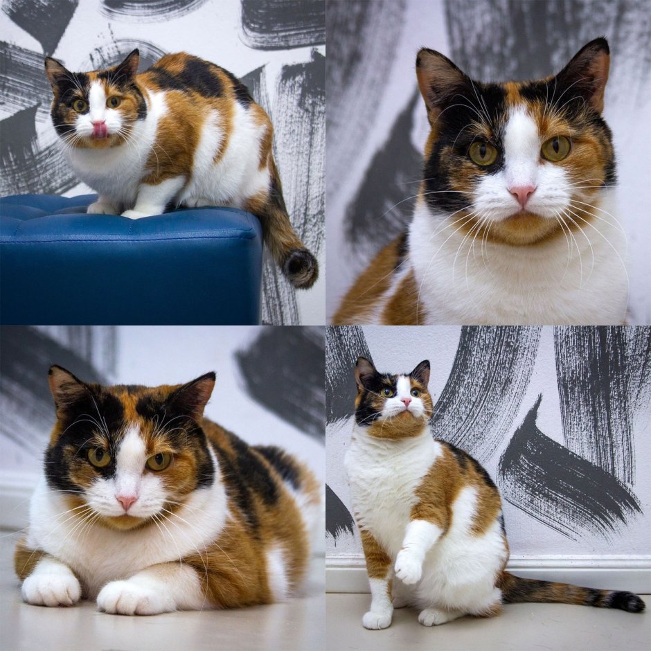 Сибирская черепаховая кошка