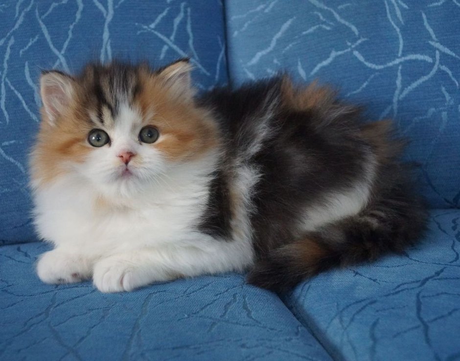 Трехцветная кошка с котятами