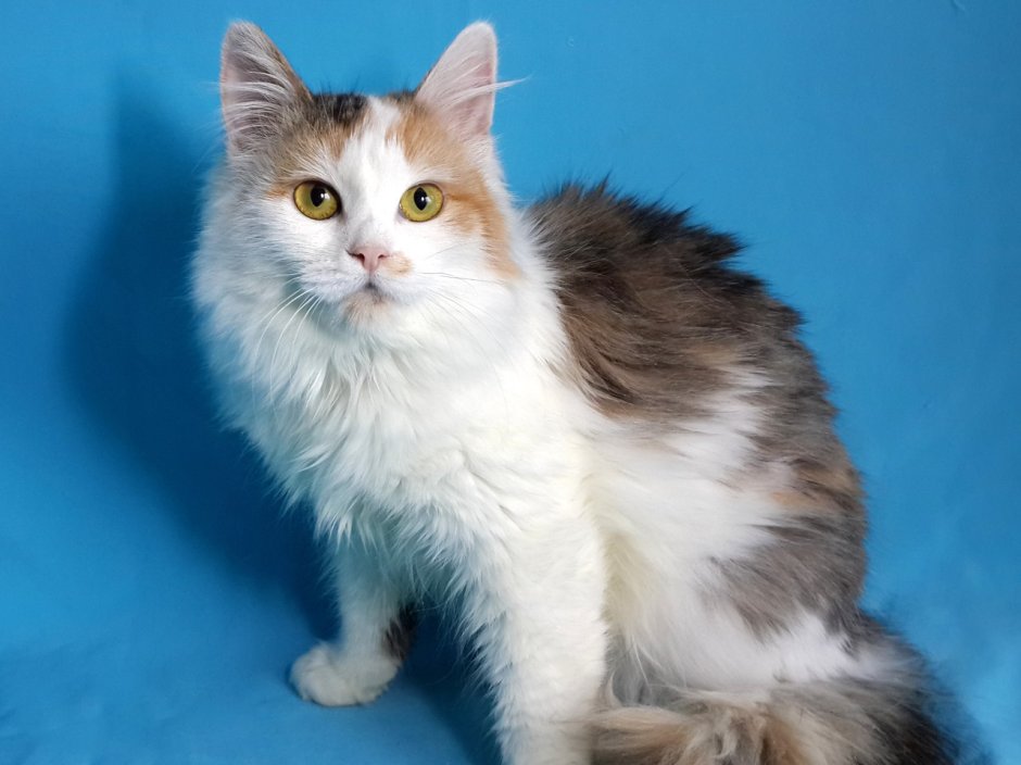 Сибирская ангорская кошка