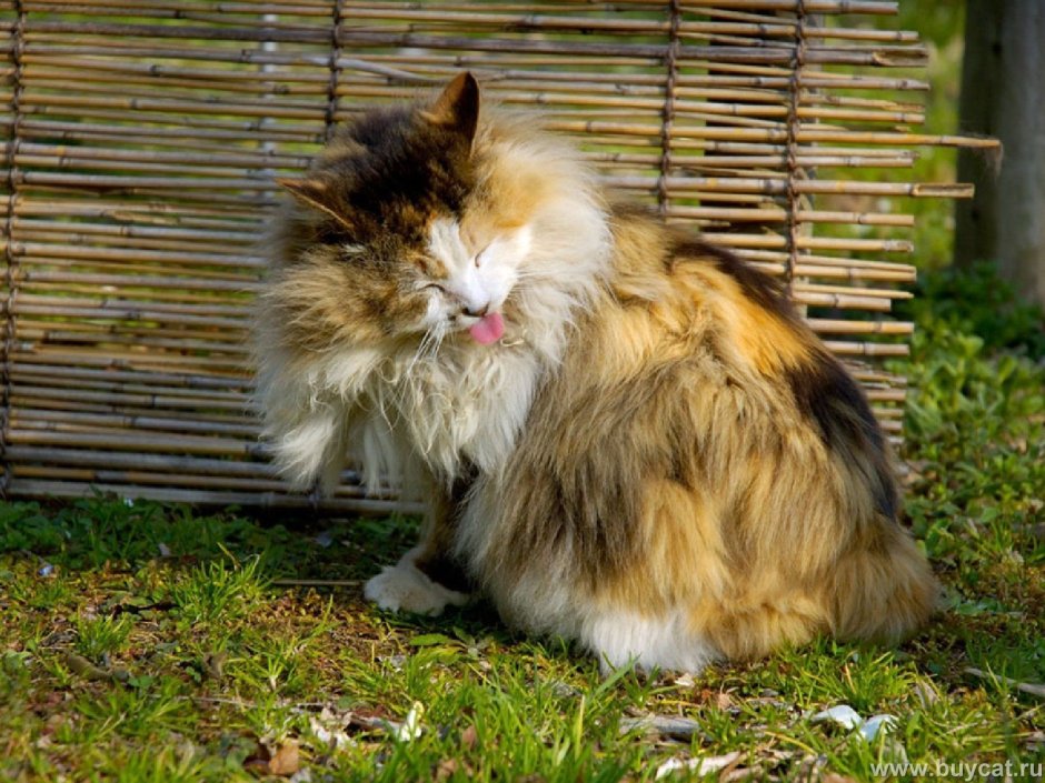 Курильский бобтейл трехцветная кошка