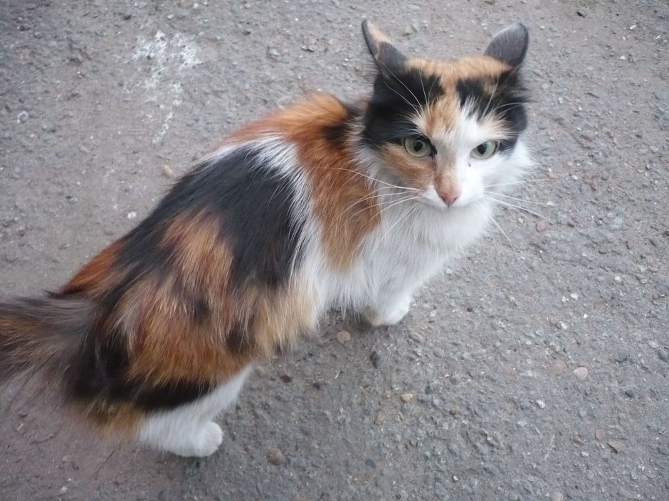 Котята породы Рэгдолл