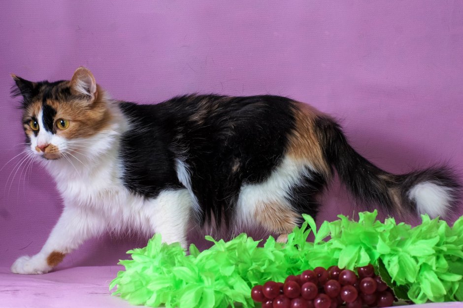 Сибирская трехшерстная кошка