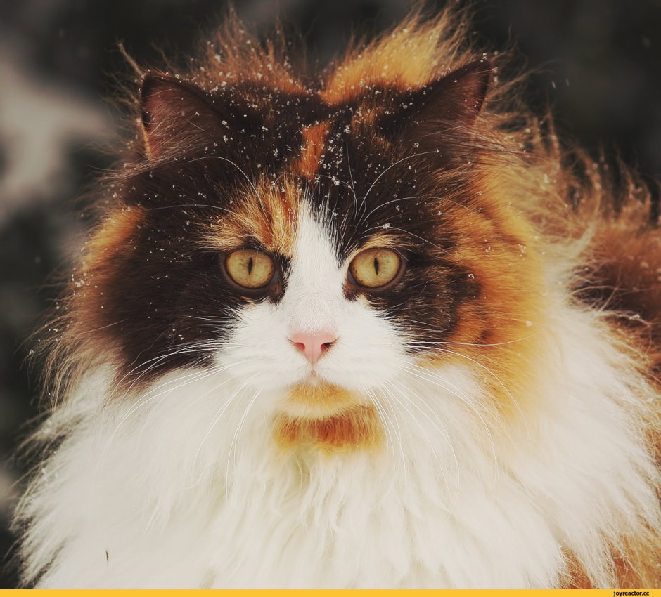 Клички для кошек трехцветных