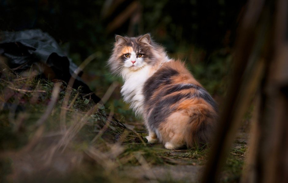 Норвежская Лесная кошка трехцветная