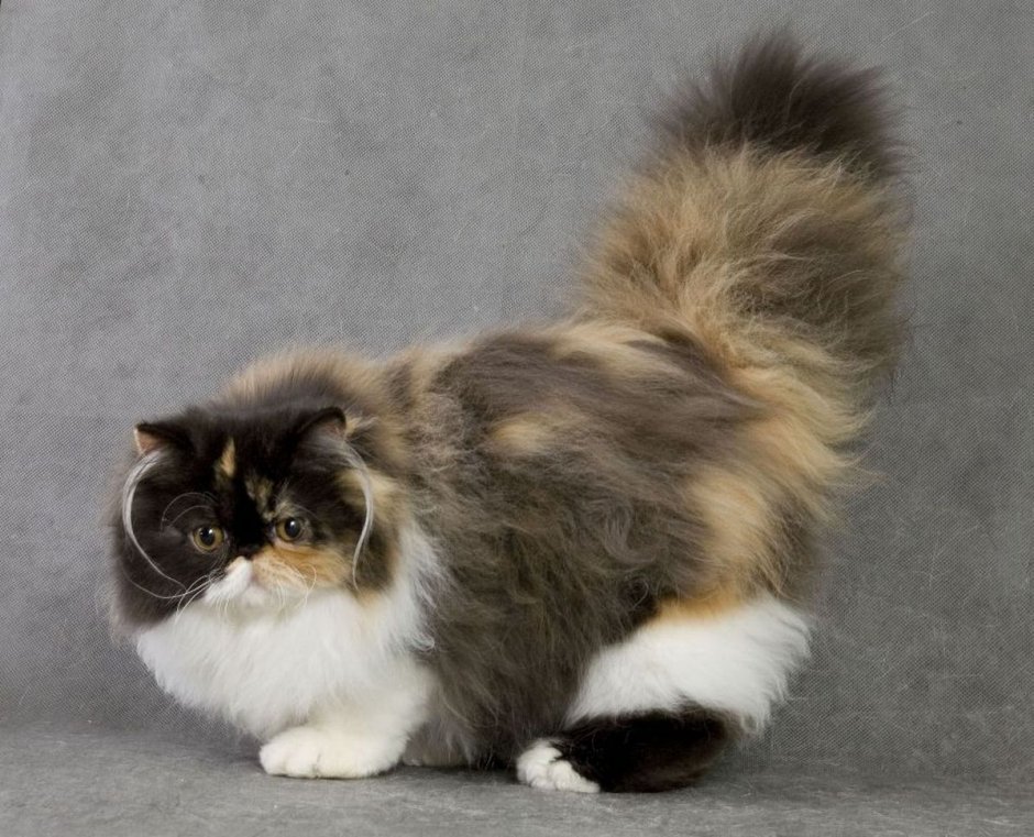 Кошка породы Калико
