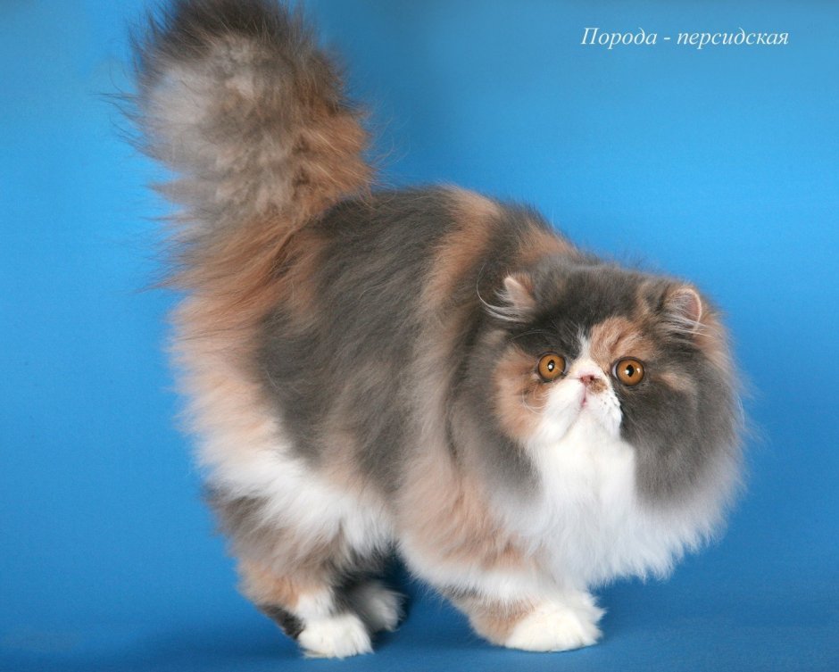 Курильский бобтейл трехцветный котенок