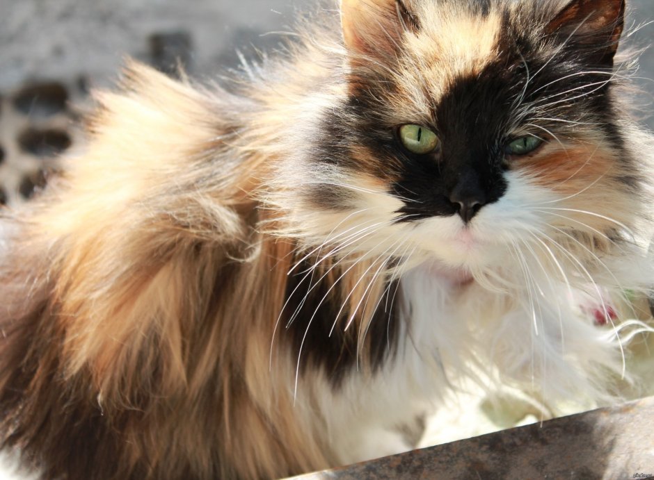 Сибирская кошка трехцветная короткошерстная