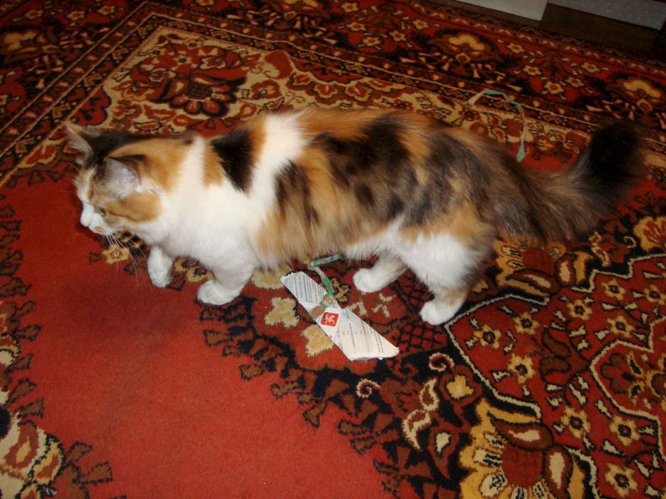 Ангорская кошка трехцветная