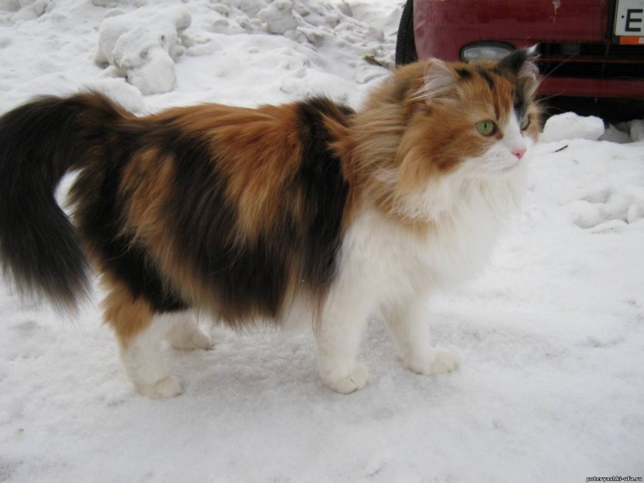 Рагамаффин трехцветный