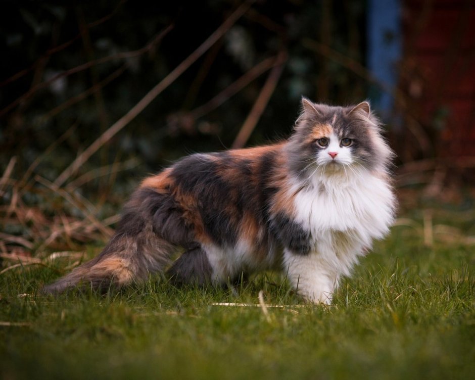 Невская гималайская Сиамская кошка