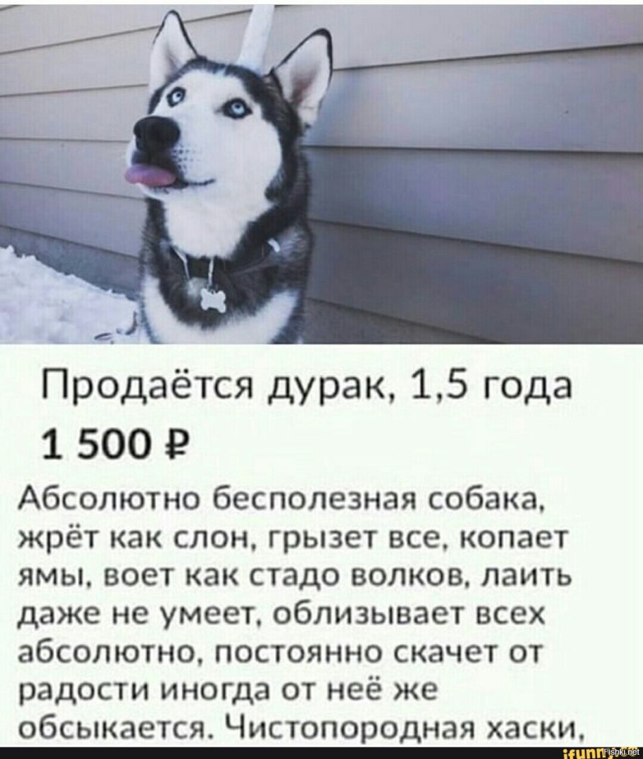 Австралийская овчарка белая