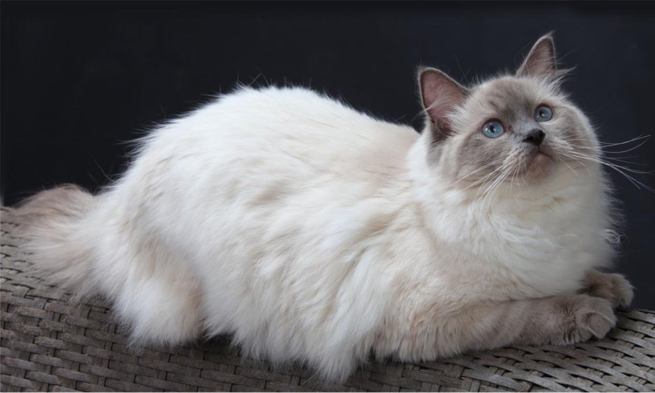 Рагамаффин котята