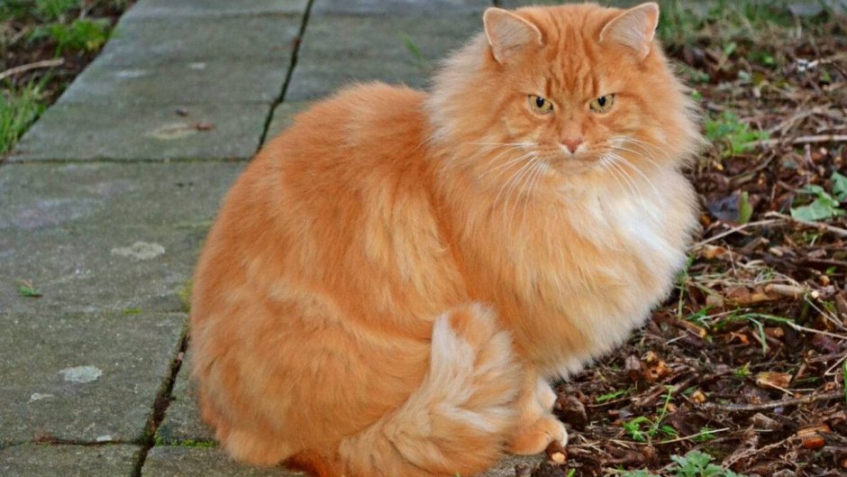 Сиамский Рэгдолл