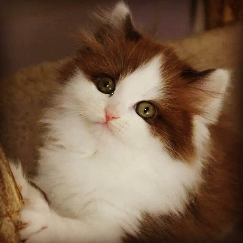 Рэгдолл и рагамаффин
