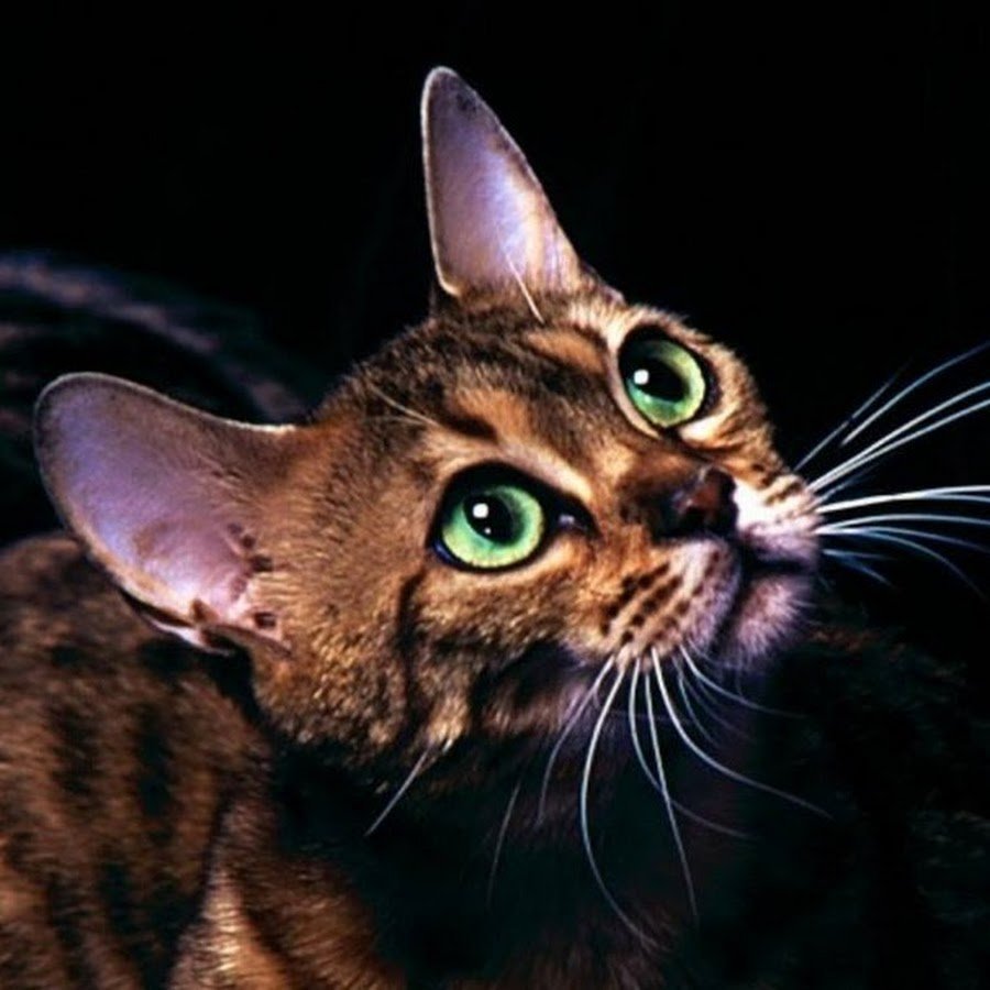 Бенгальская кошка с изумрудными глазами