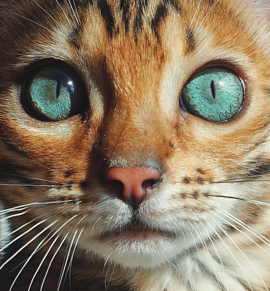 Кот с красивыми глазами