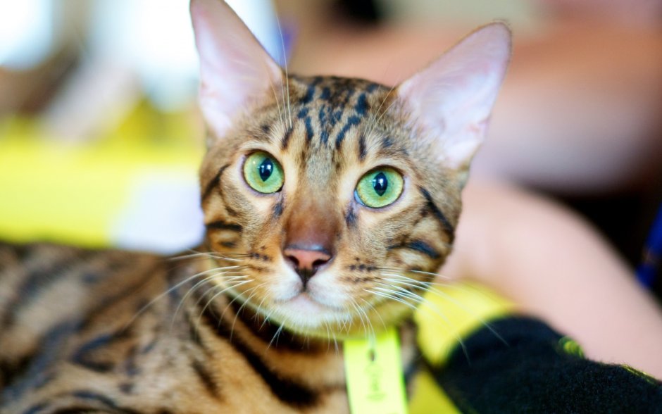 Гетерохромия у бенгальских кошек