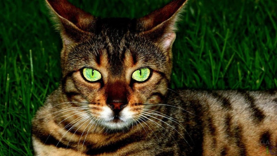 Пятнистые кошки с зелеными глазами