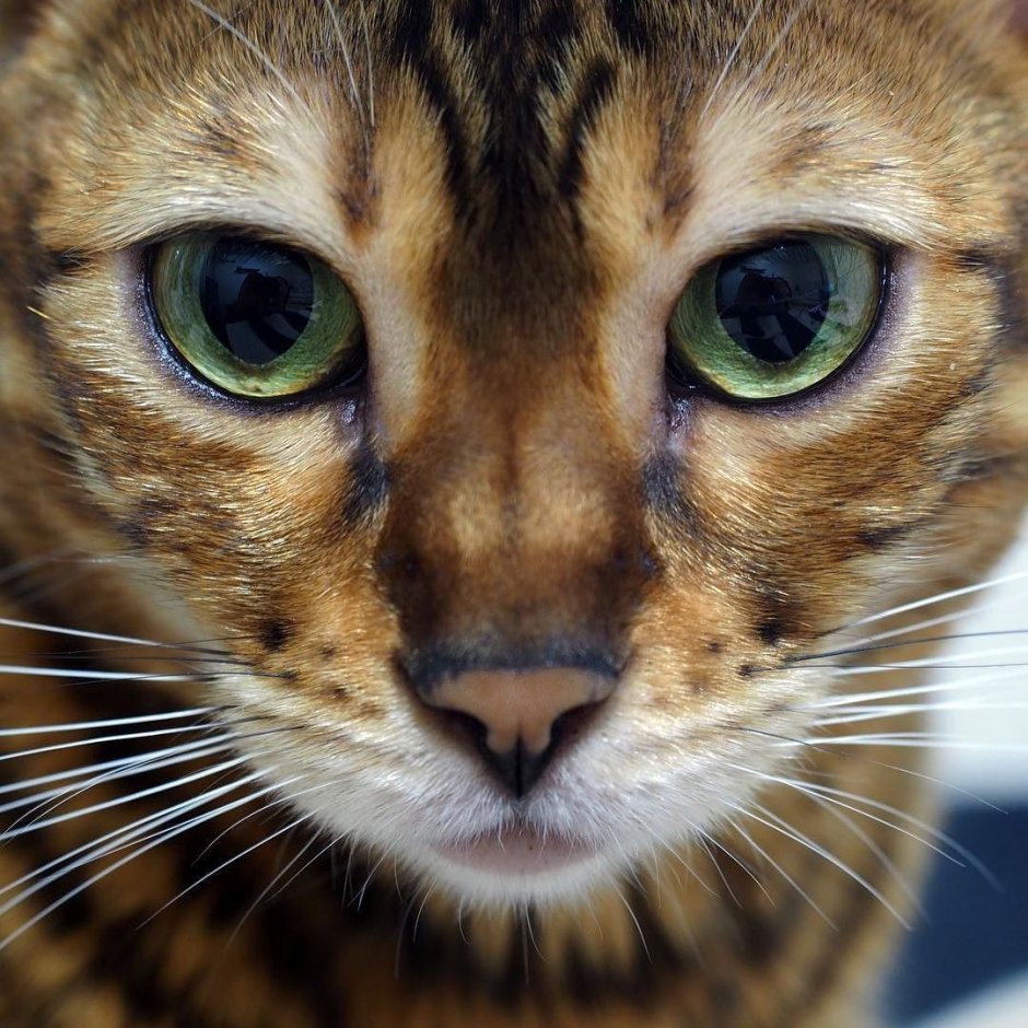 Кот бенгал глаза