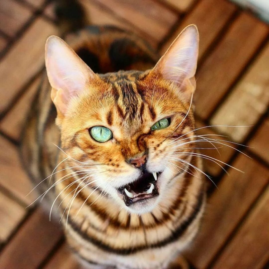 Бенгальский кот морда