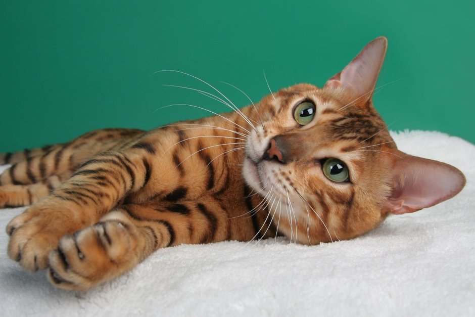 Персиковый бенгальский кот