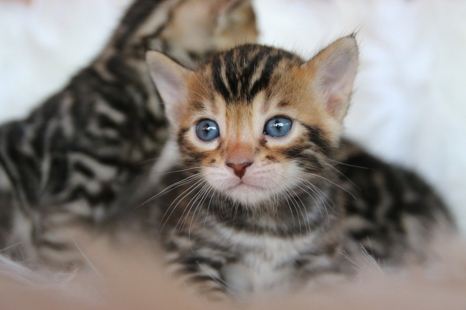 Цвет глаз у бенгальских кошек