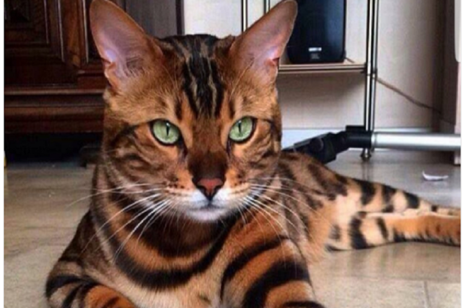 Бенгал с изумрудными глазами