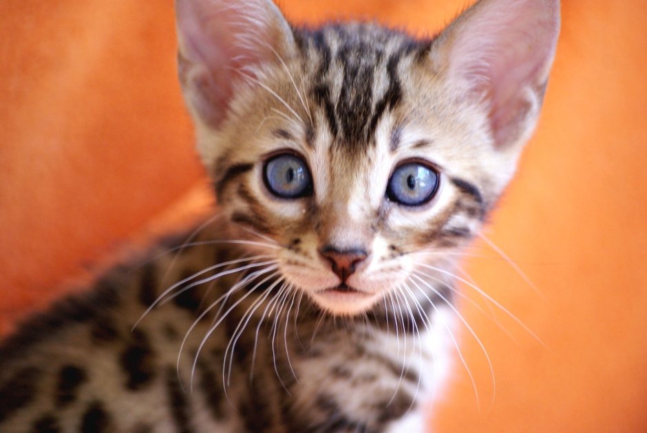 Бенгальский кот голубоглазый