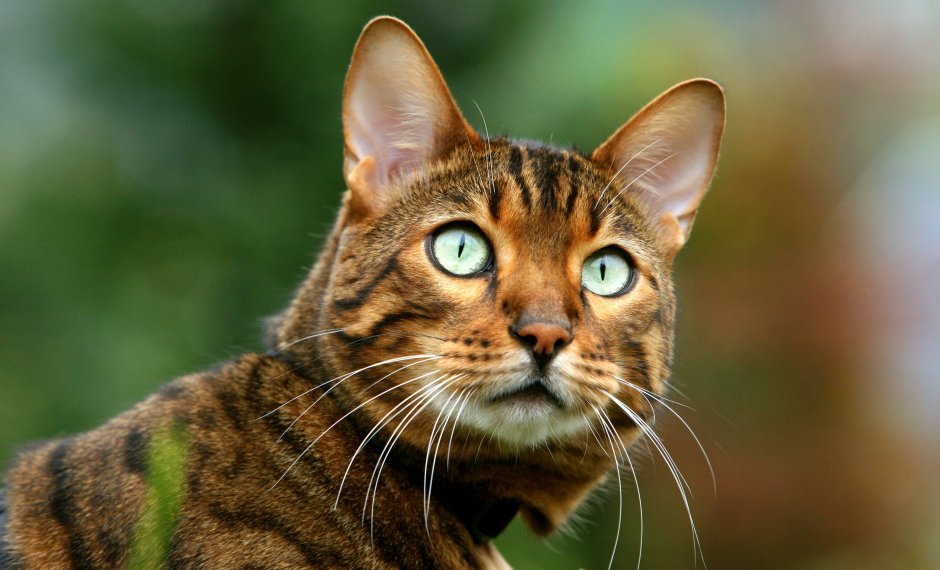 Немецкая кошка фото