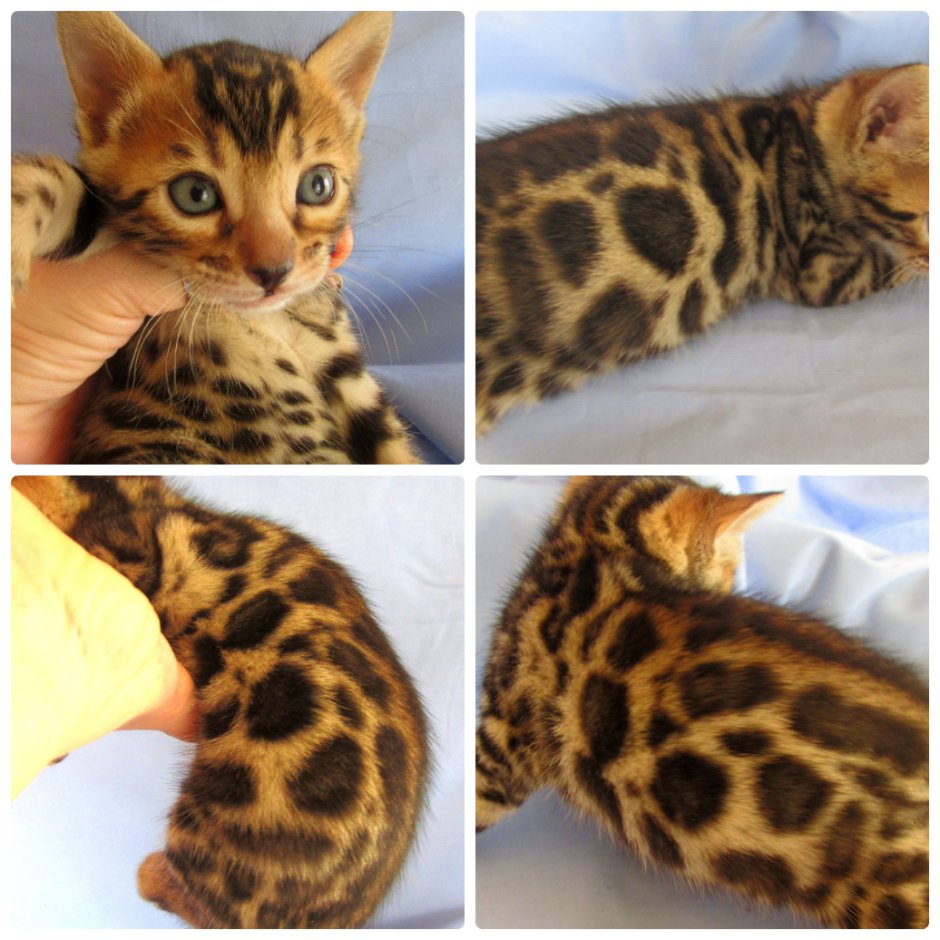 Бенгальская кошка окрас меланин