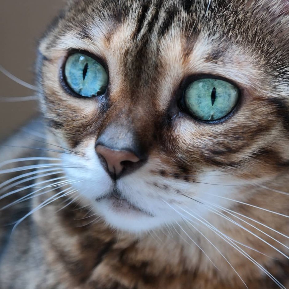 Гетерохромия у бенгальских кошек