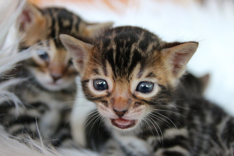 Глаза у бенгальских котят