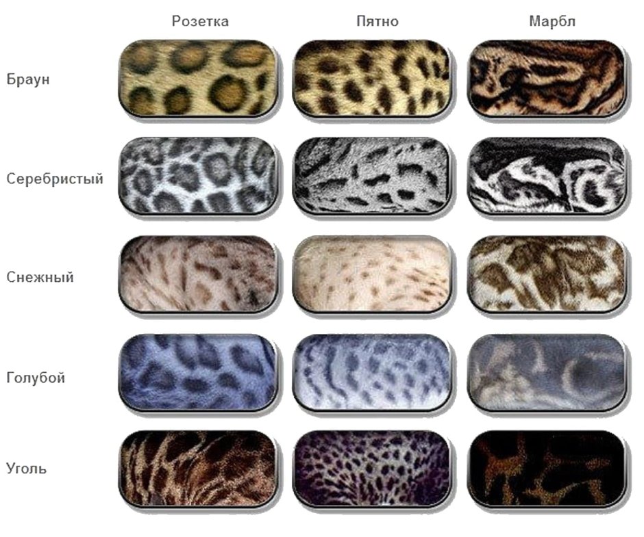 Окрас кошек бенгальской породы