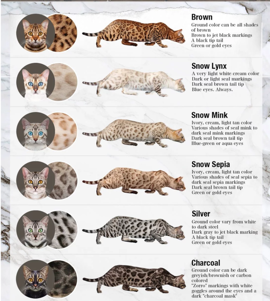 Таблица снежных бенгалов