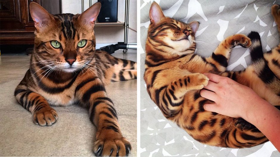 Бенгальский тигр кот