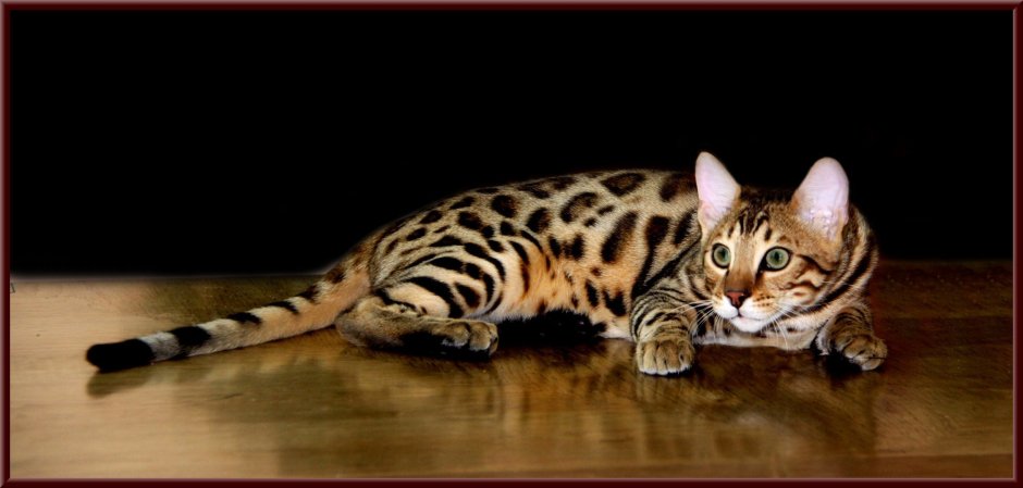 Египетский МАУ бенгал