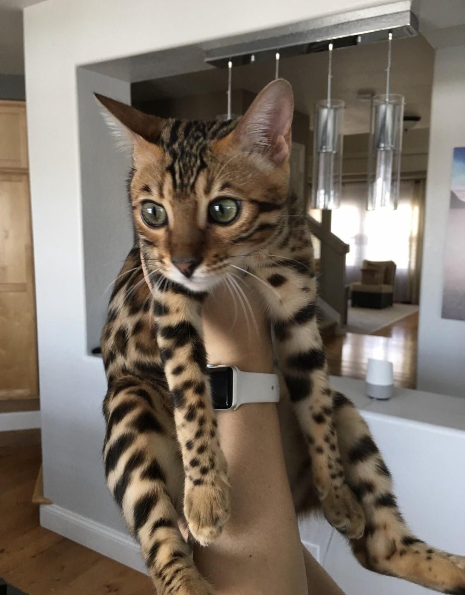 Кот бенгал морда на черном фоне