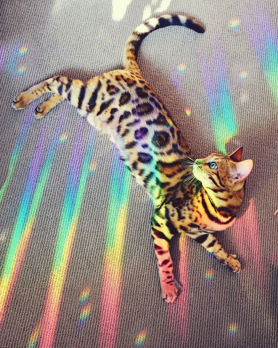 Разноцветная кошка